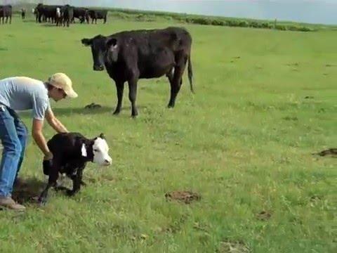 Video 2 - Katie Uhlaender