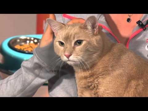 Video 2 - Karena Dawn