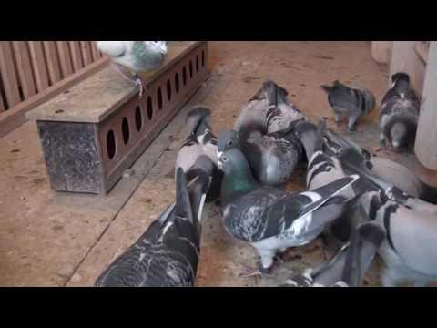 Video 5 - John Farrell